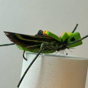 Green foam hopper size 10